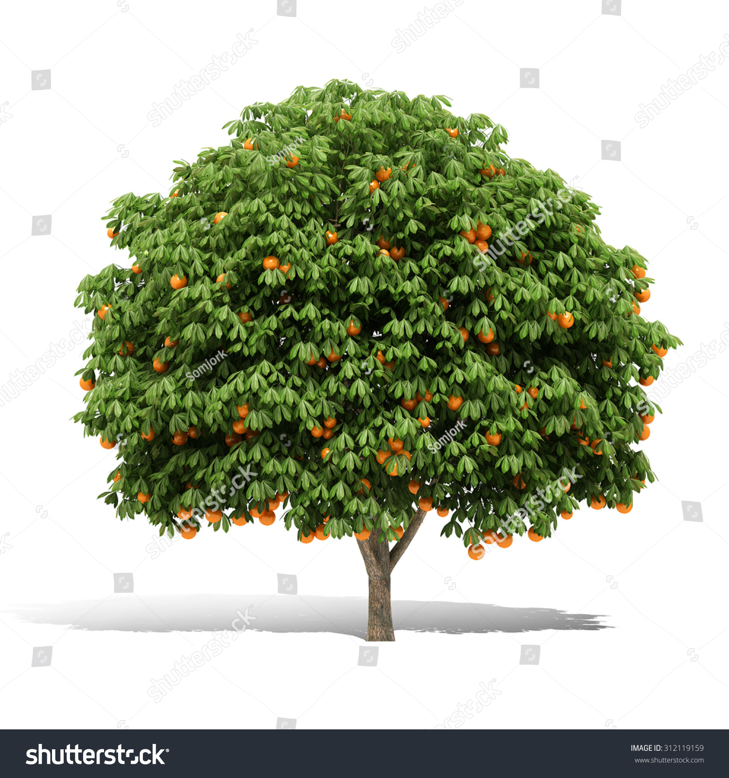 3d Orange Tree Render On White Stock Illustration