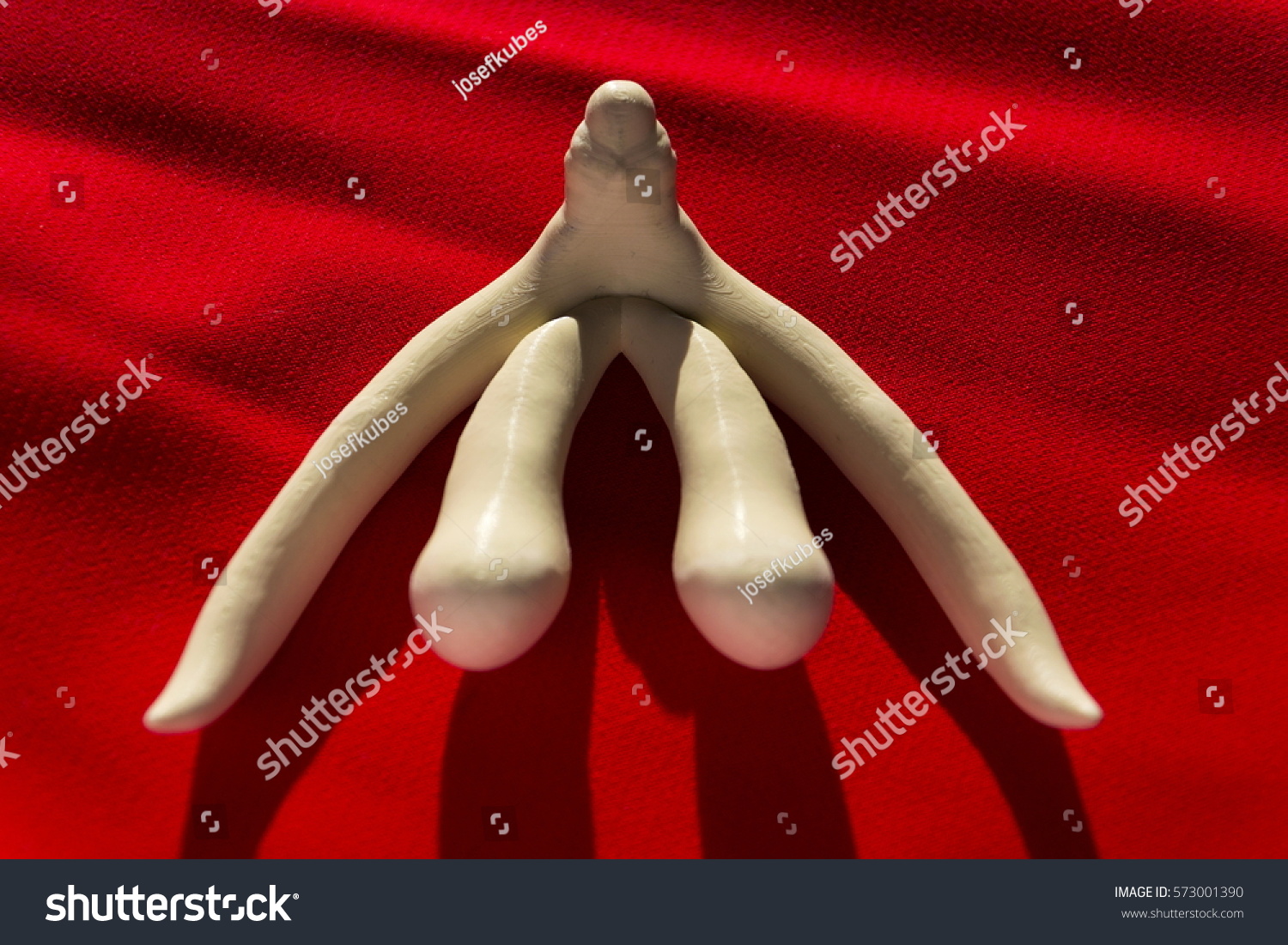 anatomy-clitoris-images-pictures-of-young-ren-nude