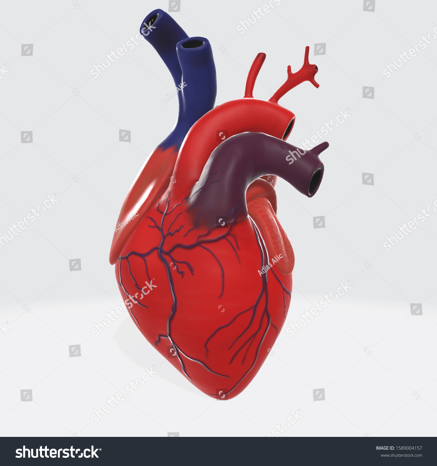 3d Realistic Isolated Human Heart Anatomically Stock Illustration ...