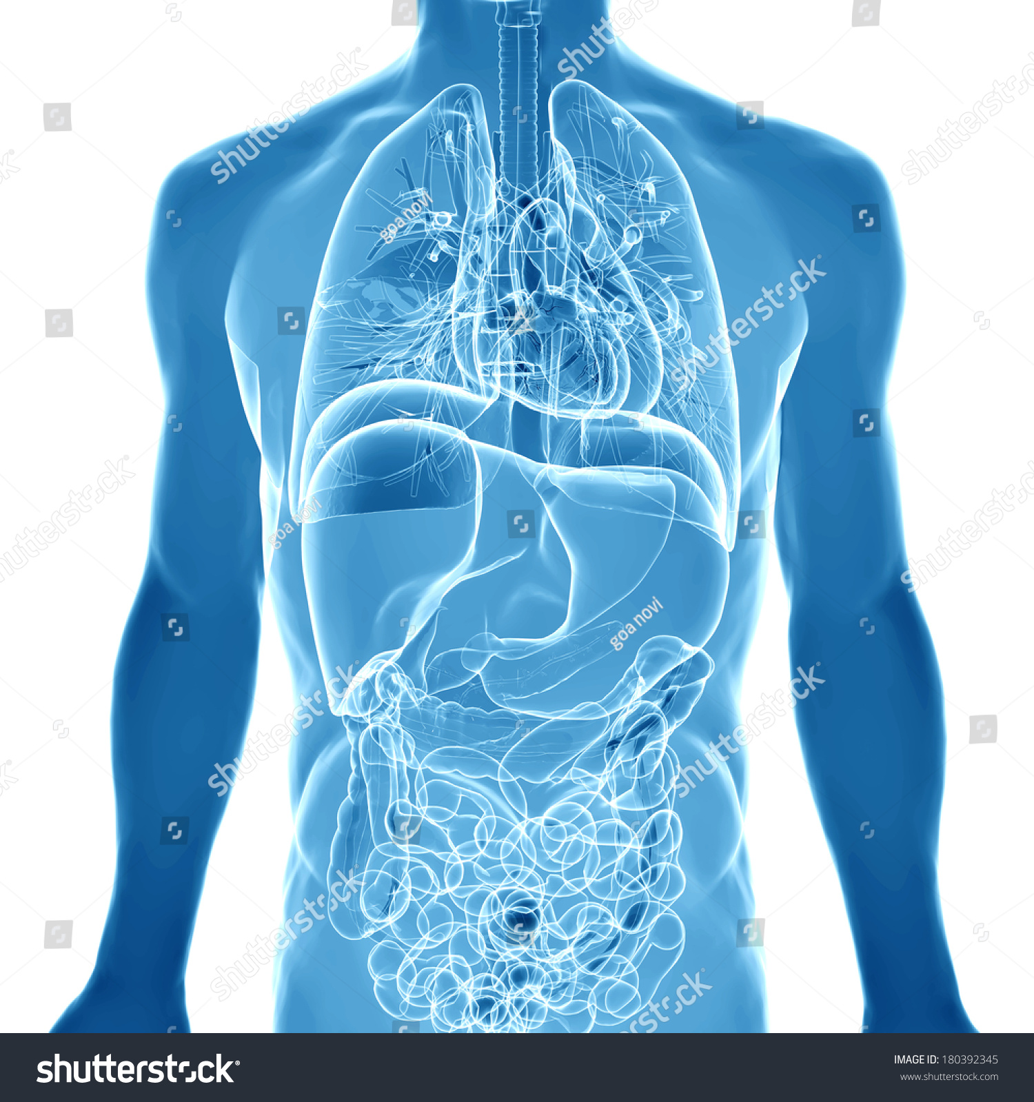 3d Render Depicting The Internal Organs Of The Human Body Stock Photo ...