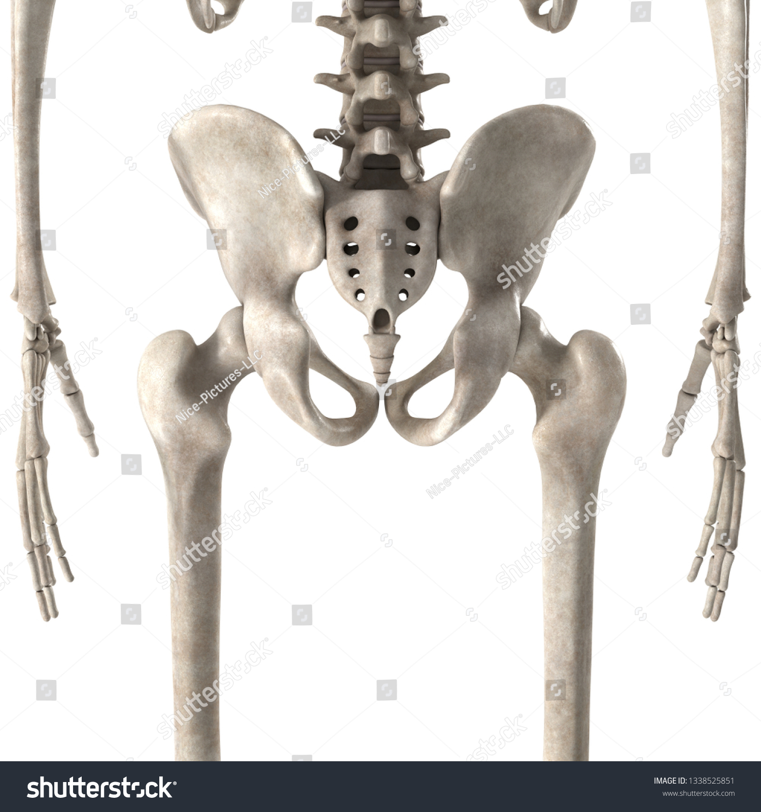 3d Render Male Skeleton Hips Stock Illustration 1338525851