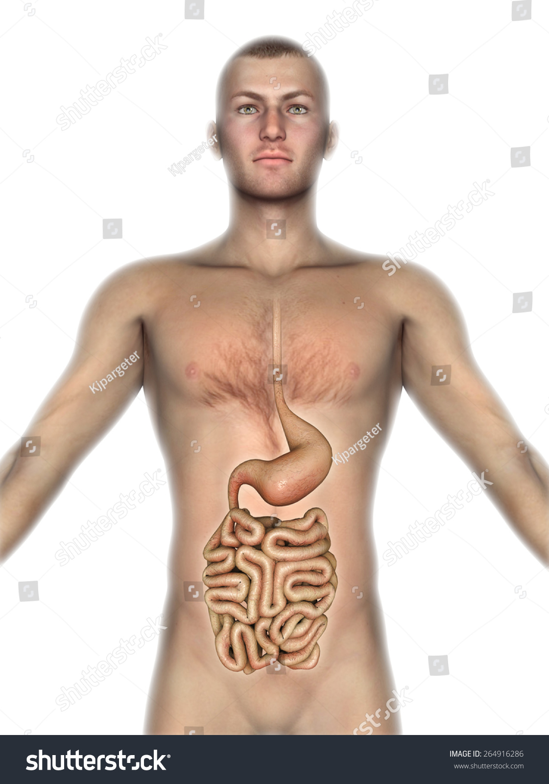 D Render Of A Male Figure With Internal Organs Exposed Stock Photo Shutterstock