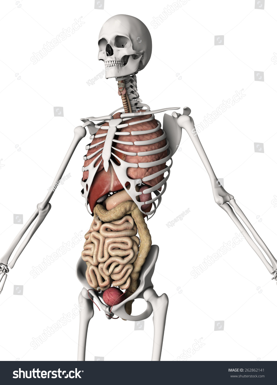 D Render Skeleton Internal Organs Stock Illustration