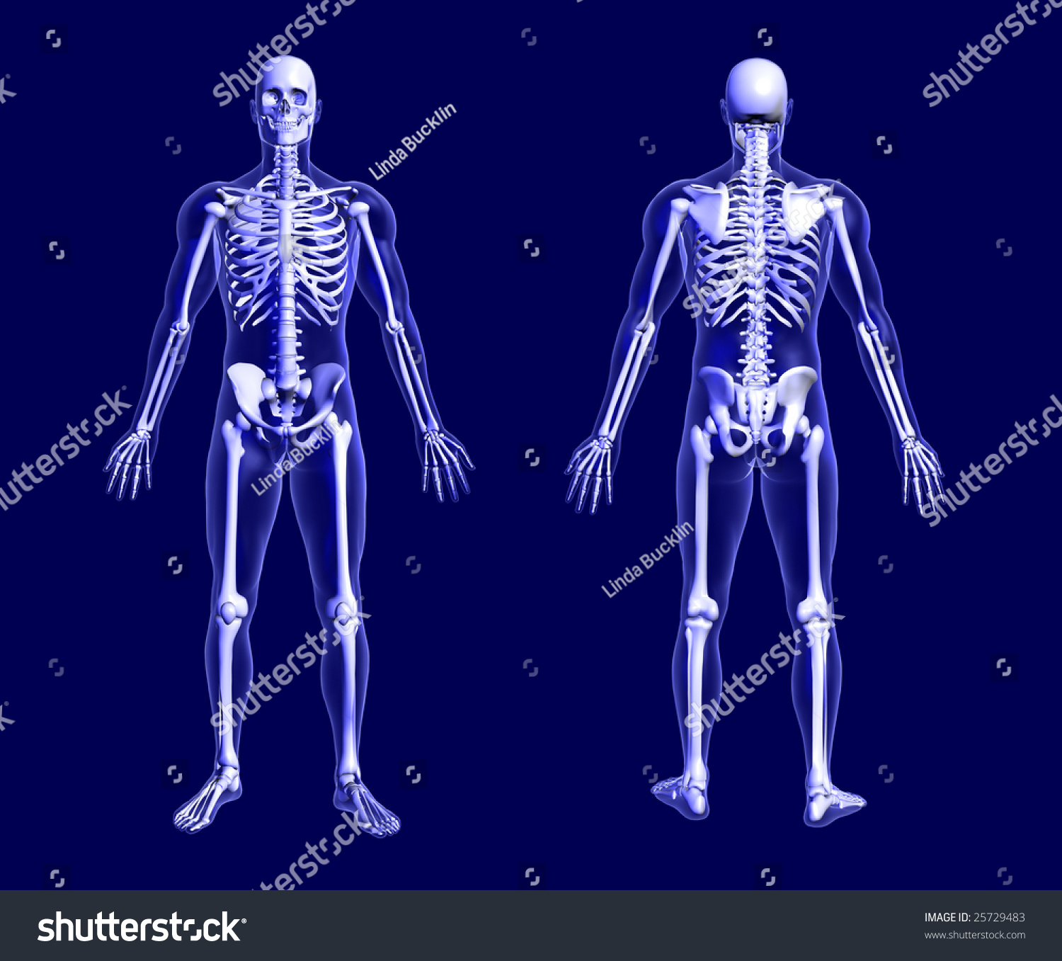 3d Render Of An X-Ray Skeleton On Blue, Front And Back Views. Stock ...