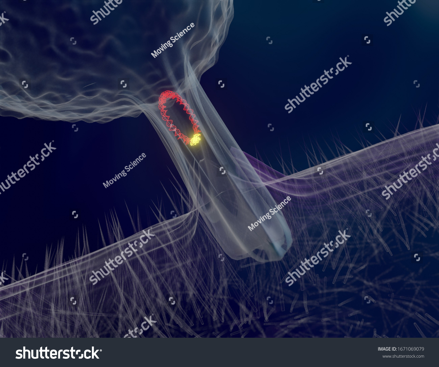 2-lateral-gene-transfer-images-stock-photos-vectors-shutterstock