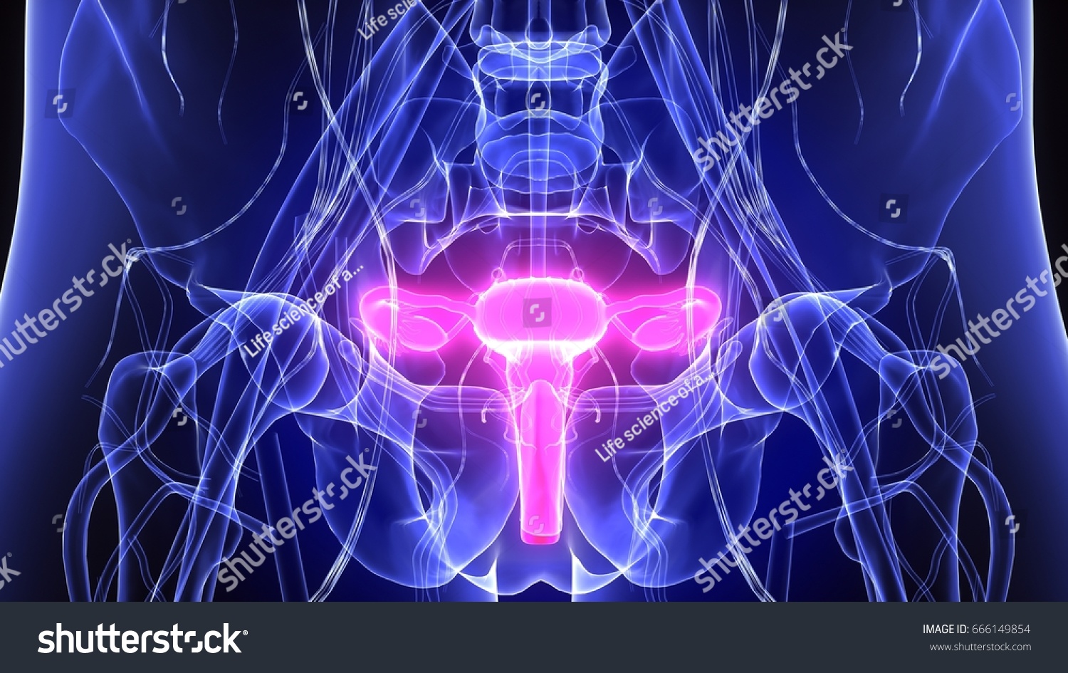 3d Render Female Reproductive System Anatomy 库存插图 666149854 Shutterstock 5695