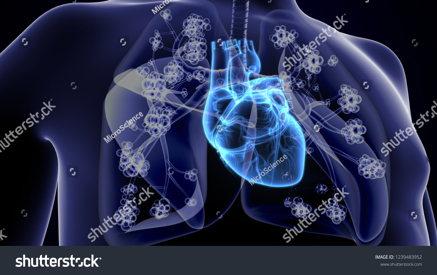 D Render Human Respiration System Heart Stock Illustration Shutterstock