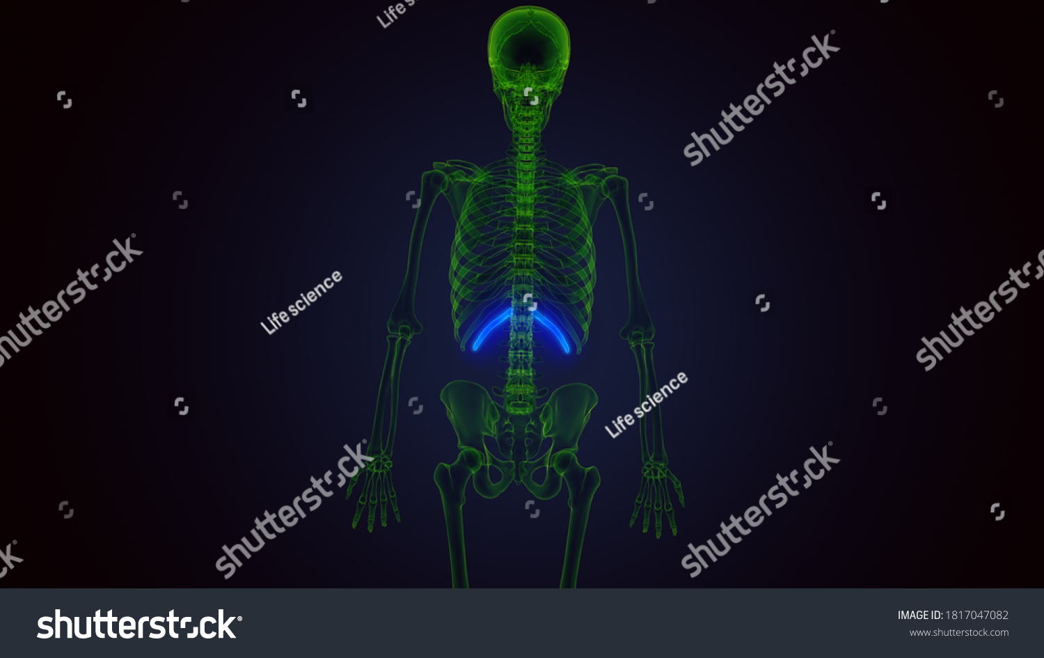 3d Render Human Skeleton Rib Cage Stock Illustration 1817047082 1330