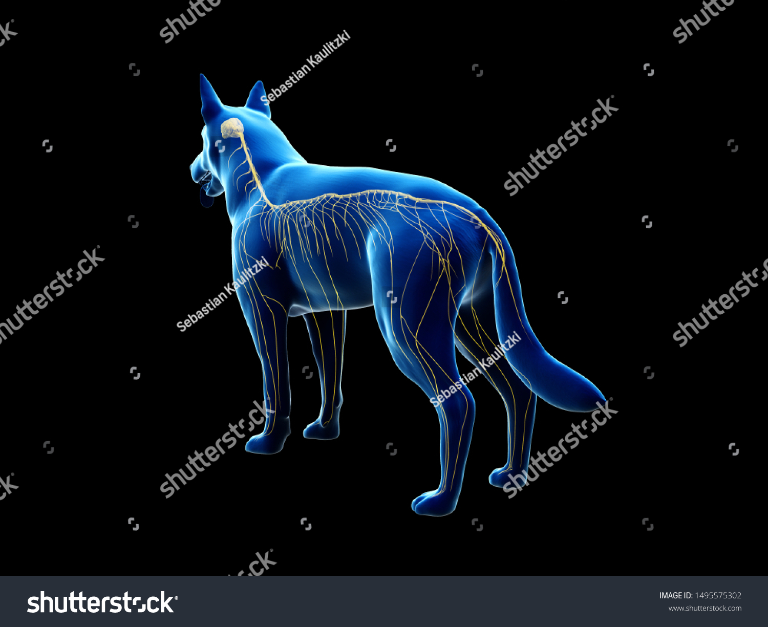 3d Rendered Anatomy Illustration Canine Nervous Stock Illustration ...