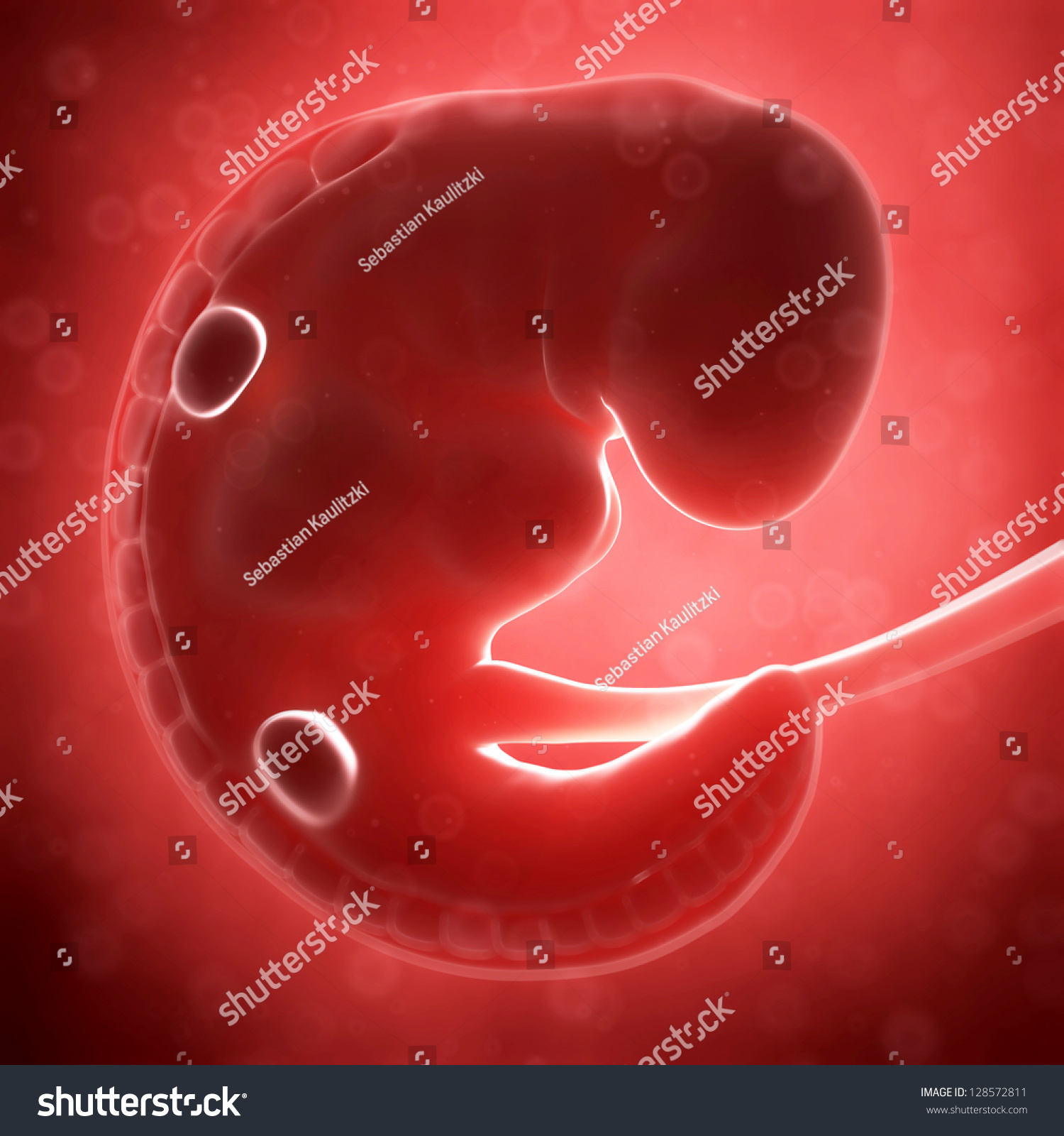 3d Rendered Illustration Human Fetus Month Stock Illustration 128572811