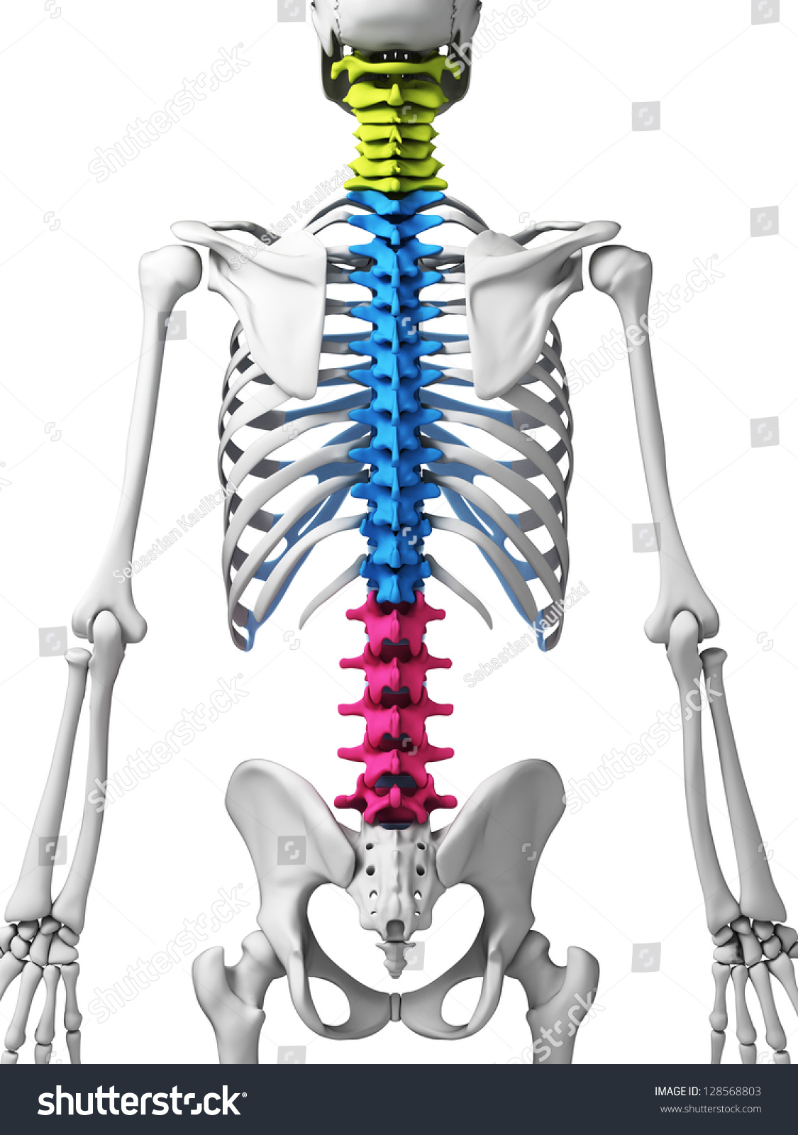 3d Rendered Illustration - Human Spine - 128568803 : Shutterstock