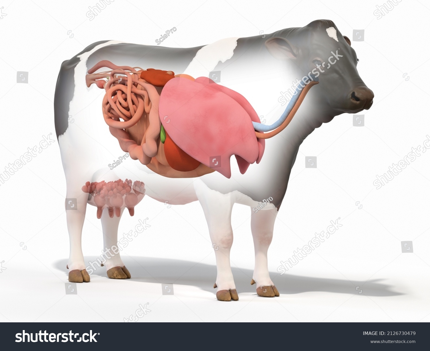 3d Rendered Illustration Cows Anatomy Organs Stock Illustration 2126730479