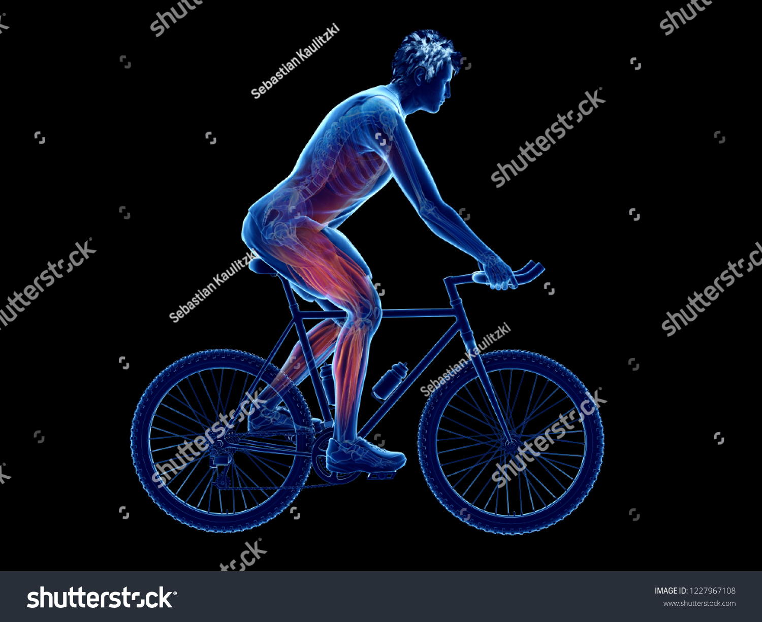 3d Rendered Illustration Cyclists Muscles Stock Illustration 1227967108 ...