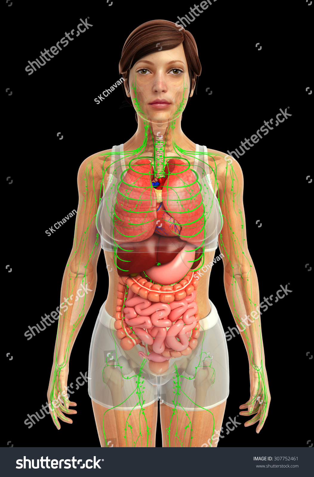 3d Rendered Illustration Female Digestive System Stock Illustration 307752461 Shutterstock 9991