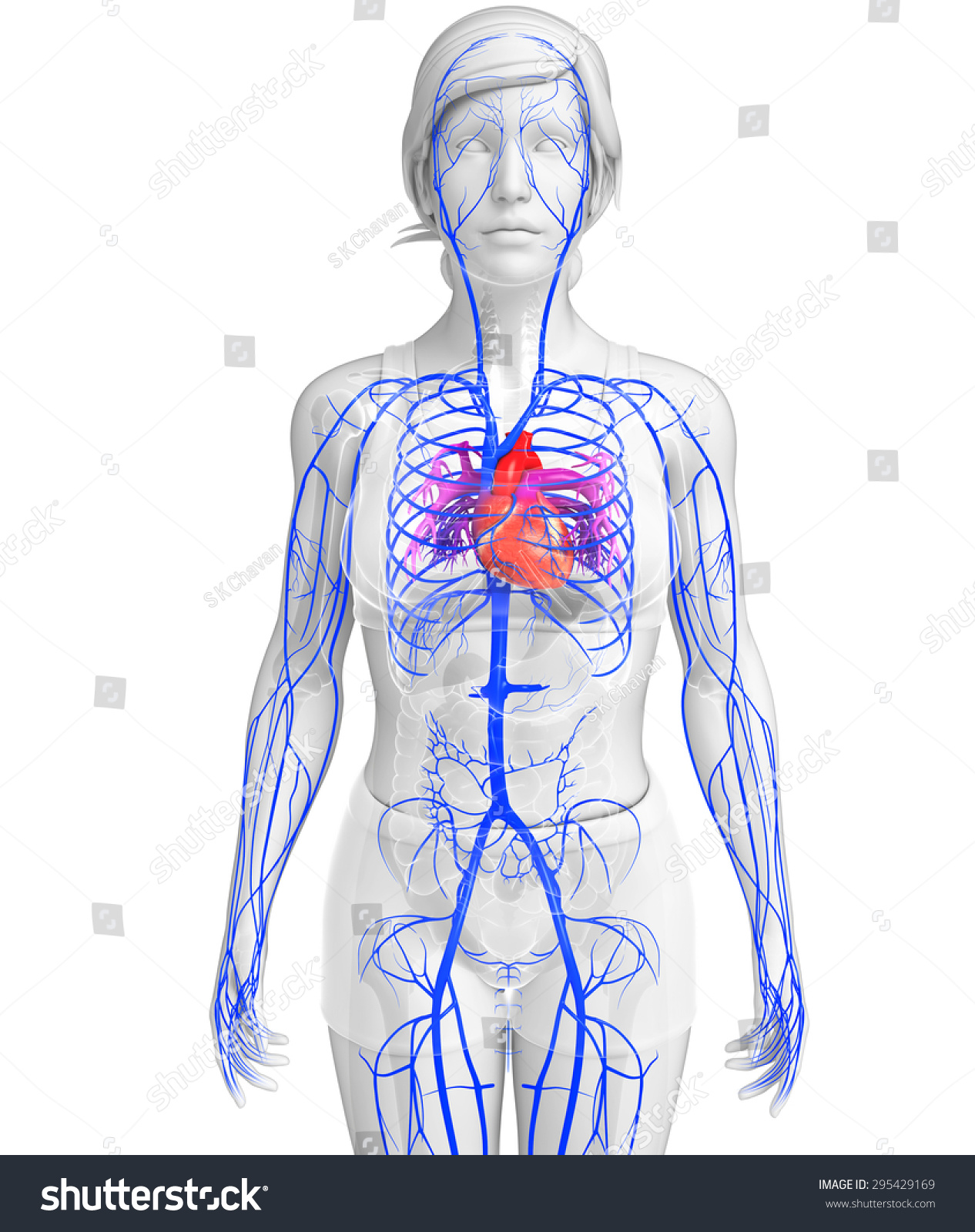 3d Rendered Illustration Of Female Heart Anatomy 295429169 Shutterstock