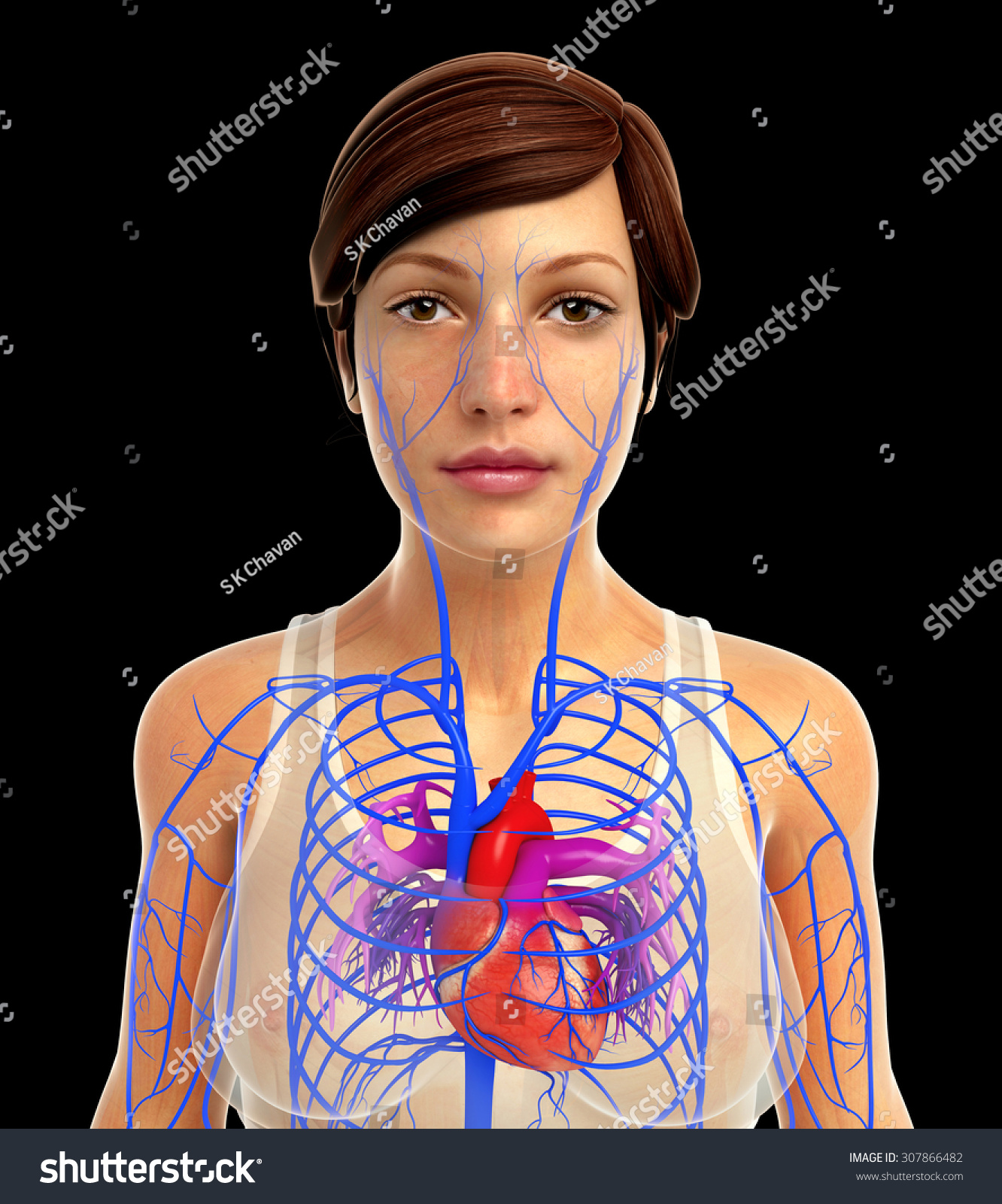 3d Rendered Illustration Female Heart Anatomy Stock Illustration 307866482