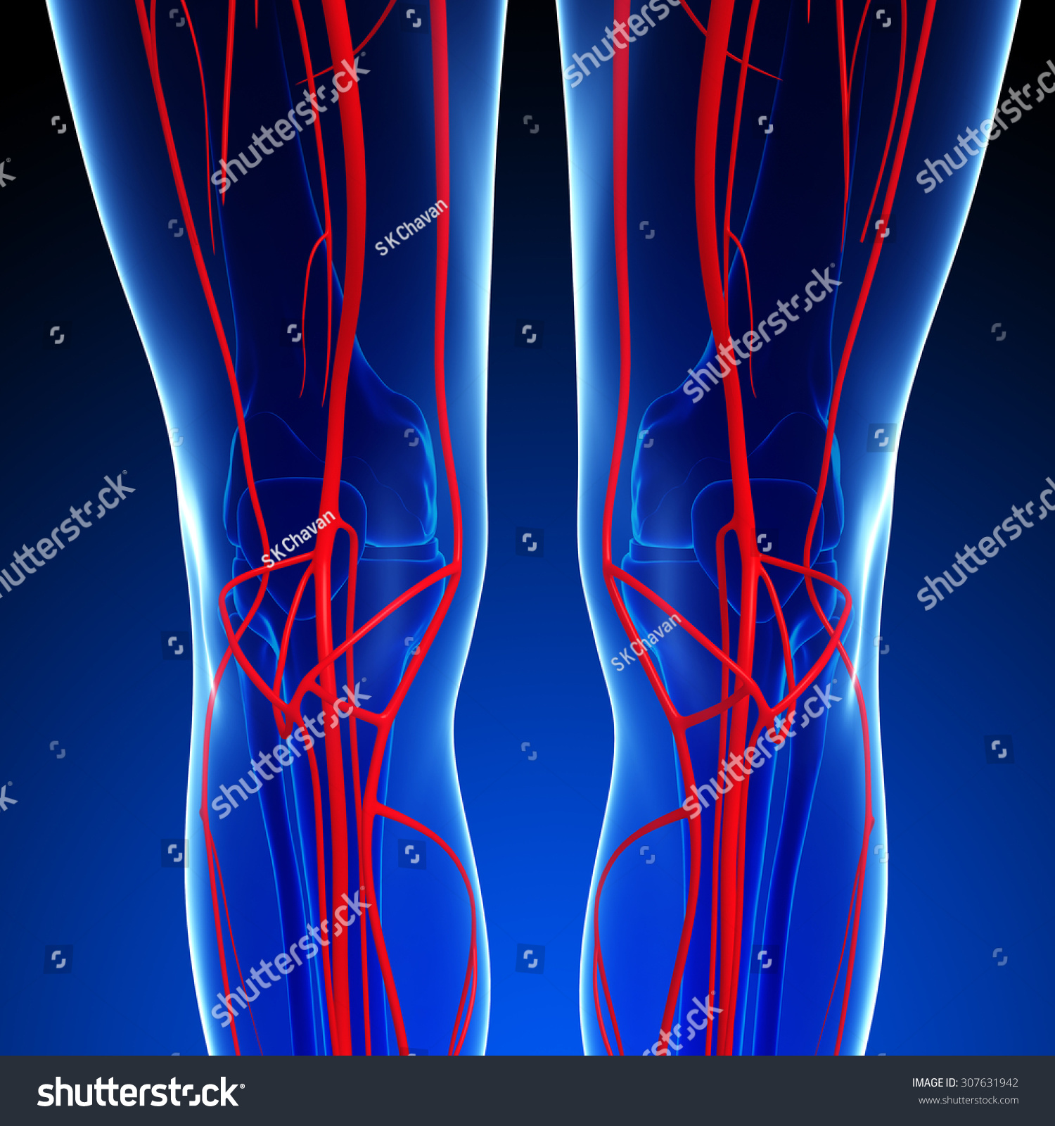 3d Rendered Illustration Human Arterial System Stock Illustration 307631942