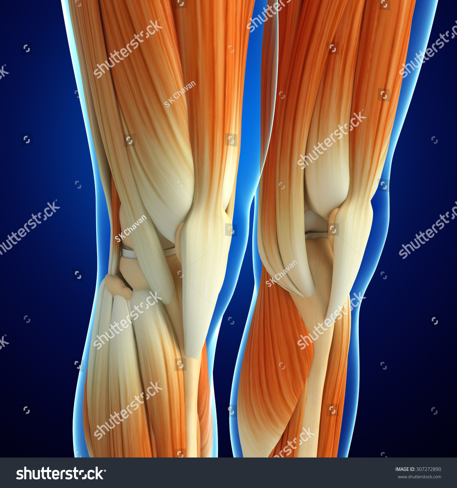 3d Rendered Illustration Human Leg Anatomy Stock Illustration 307272890 ...