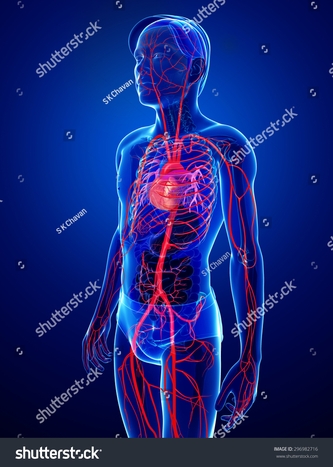 3d Rendered Illustration Of Male Arterial System - 296982716 : Shutterstock