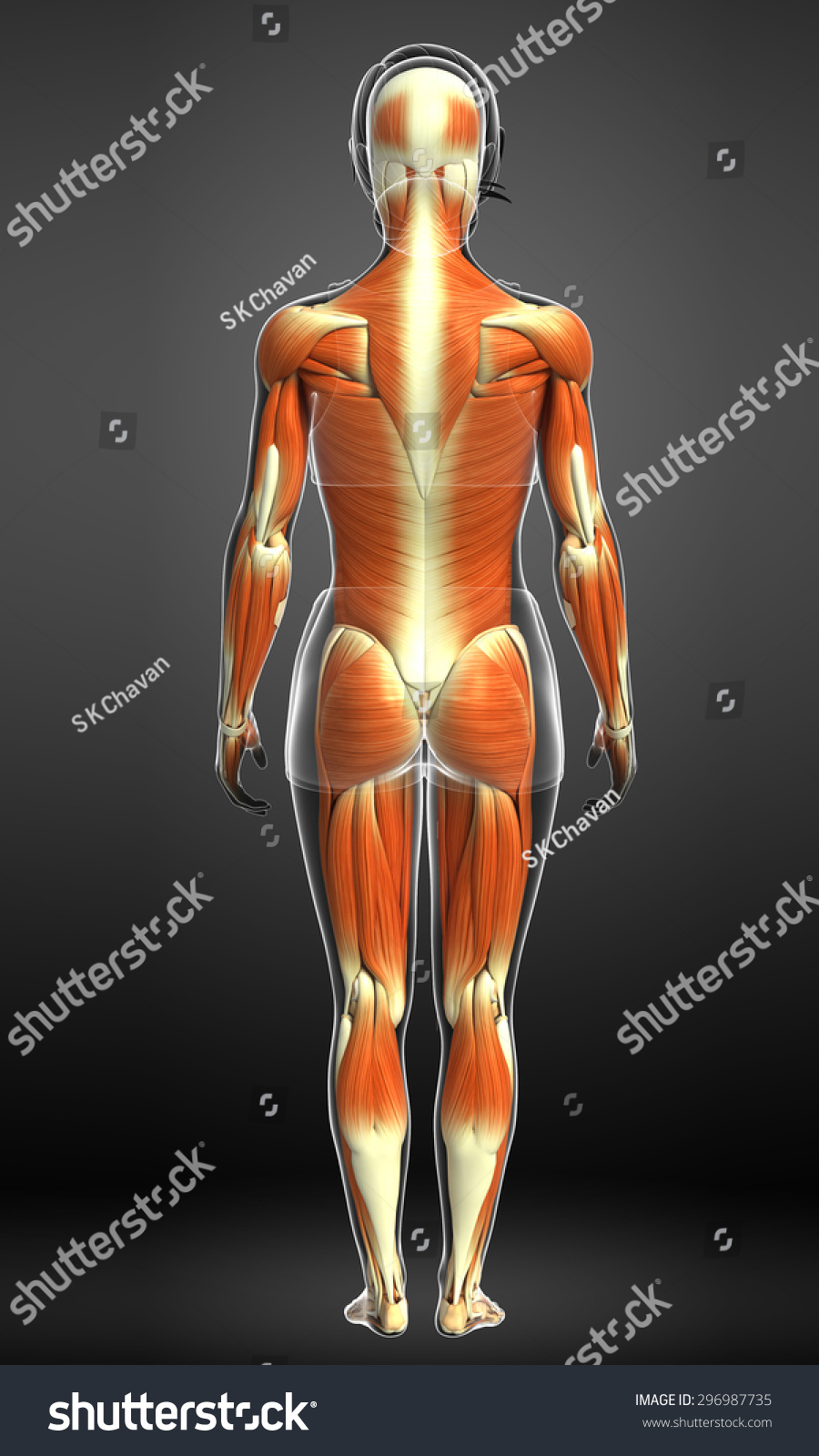 3d Rendered Illustration Of Muscles Anatomy - 296987735 : Shutterstock