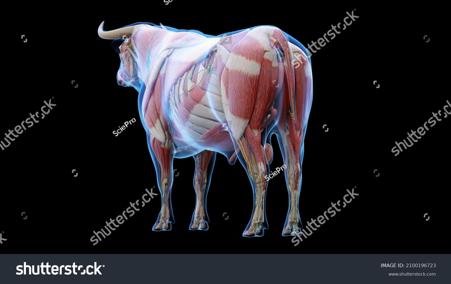 3d Rendered Illustration Bovine Anatomy Stock Illustration 2100196723