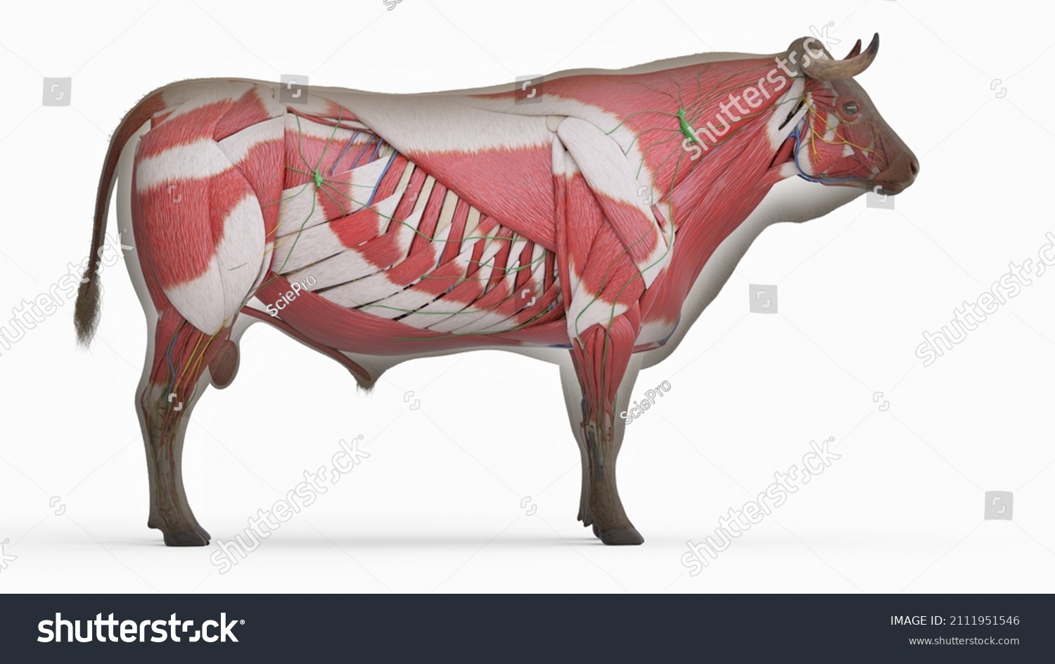 3d Rendered Illustration Bovine Anatomy Stock Illustration 2111951546 ...