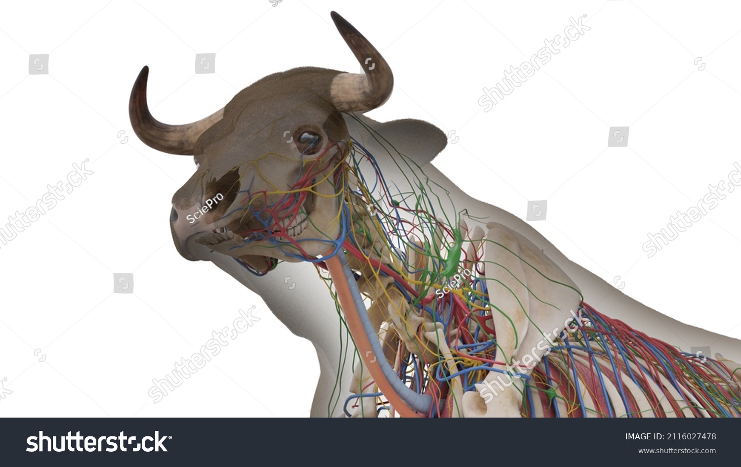 3d Rendered Illustration Bovine Anatomy Stock Illustration 2116027478