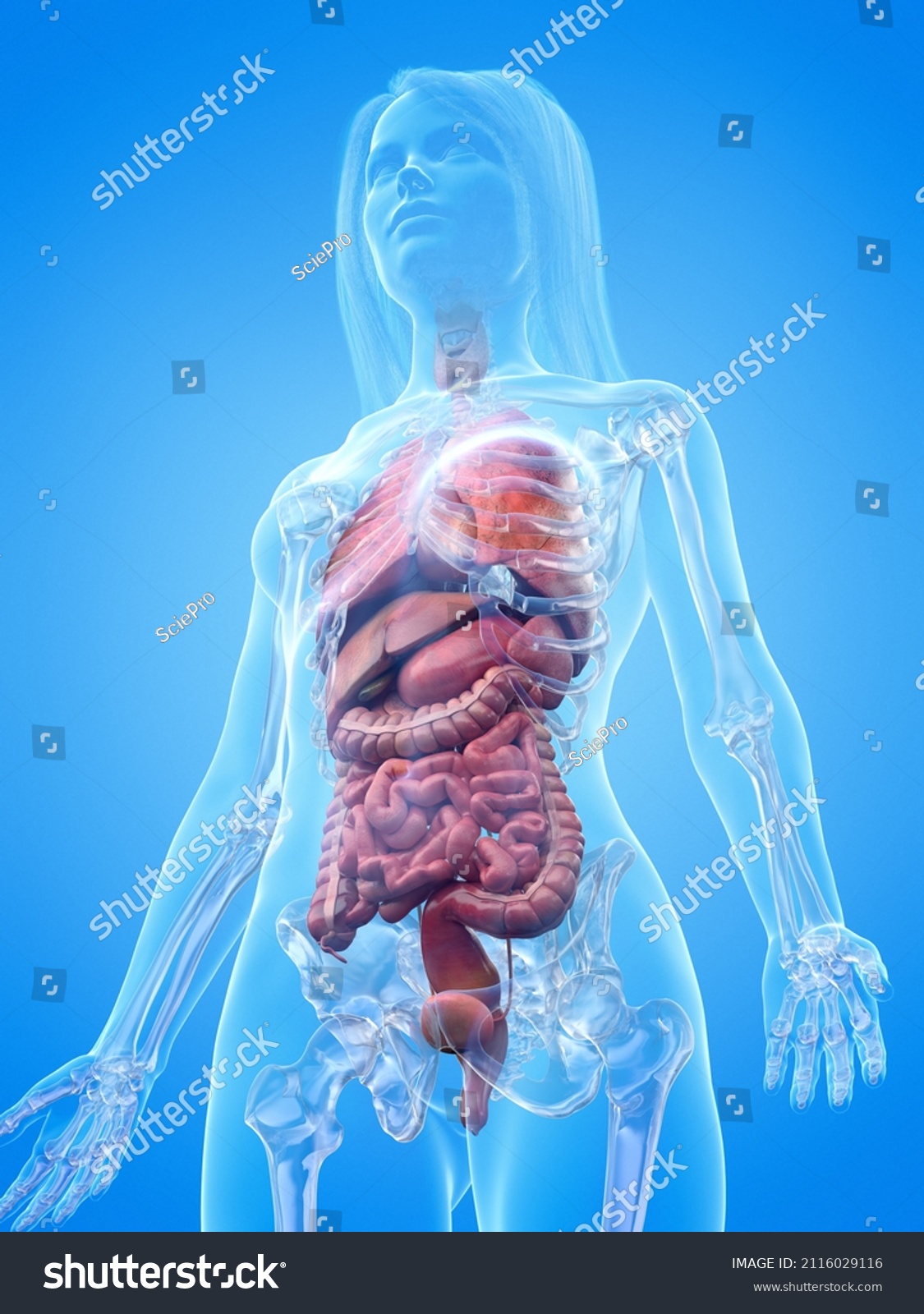 3d Rendered Illustration Female Organs Stock Illustration 2116029116 ...