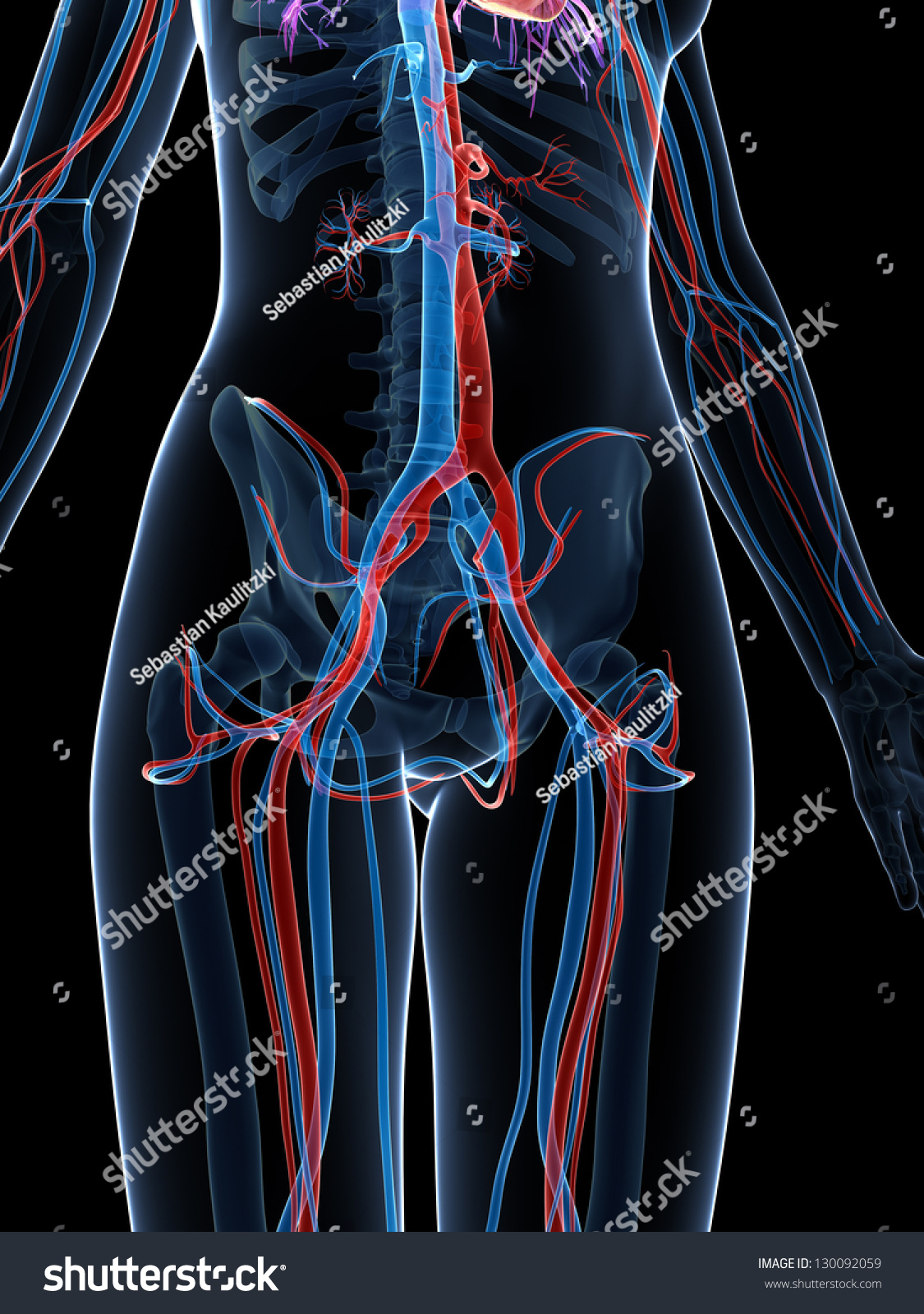 3d Rendered Illustration Of The Female Vascular System - 130092059 ...