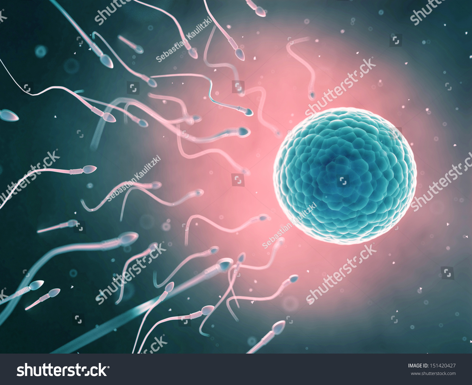 3d Rendered Illustration Of The Fertilization - 151420427 : Shutterstock