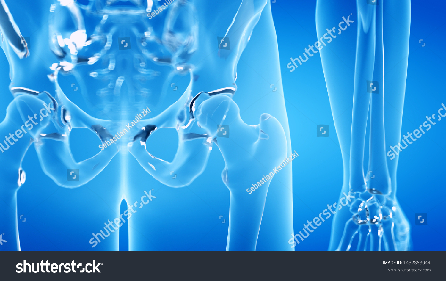 3d Rendered Illustration Human Skeletal Hip Stock Illustration 1432863044