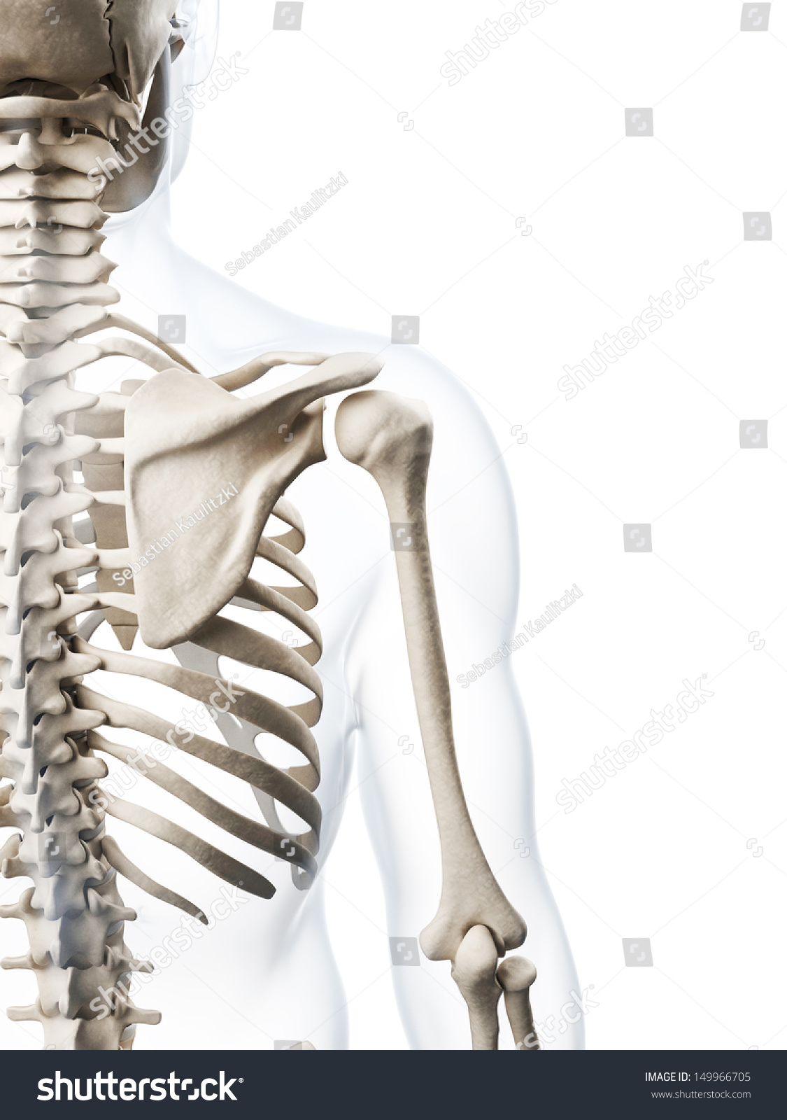 3d Rendered Illustration Human Skeleton Stock Illustration 149966705