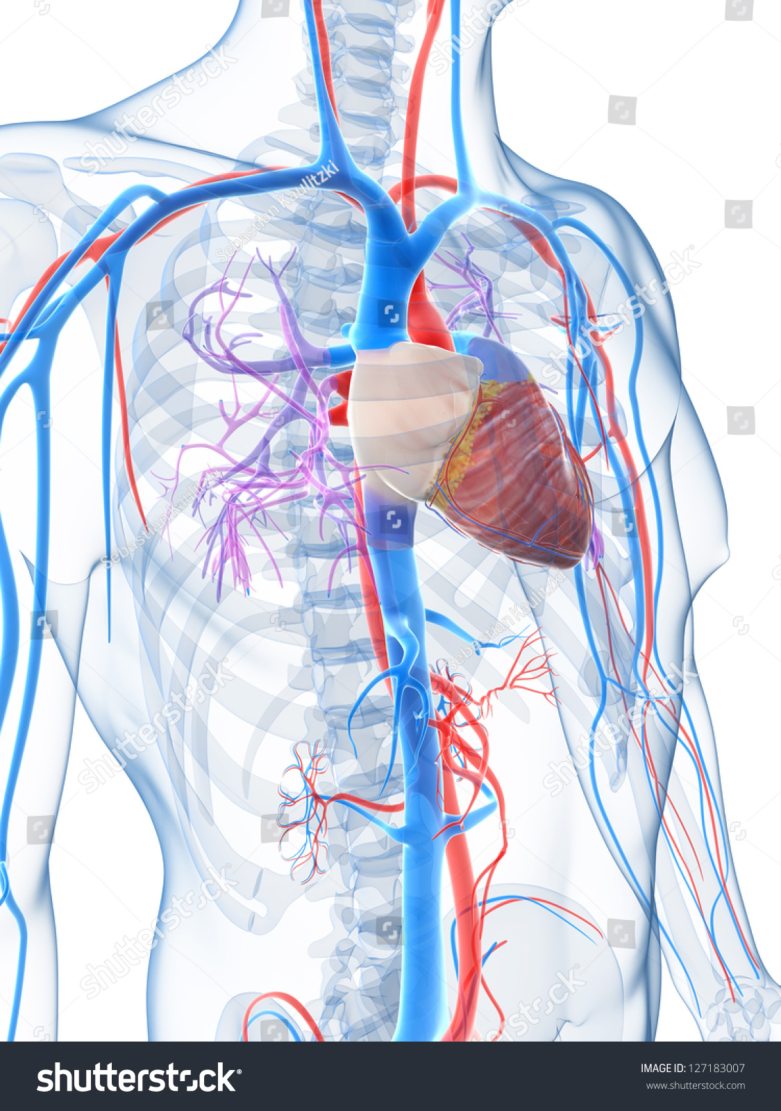 3d Rendered Illustration Of The Human Vascular System - 127183007 ...