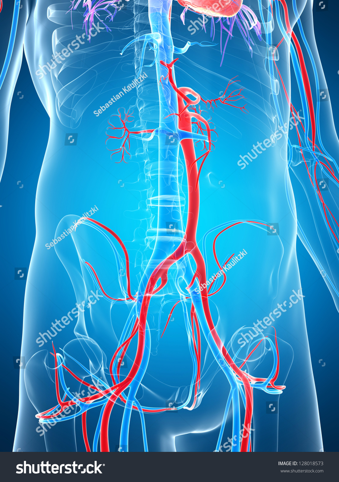 3d Rendered Illustration Of The Human Vascular System - 128018573 ...