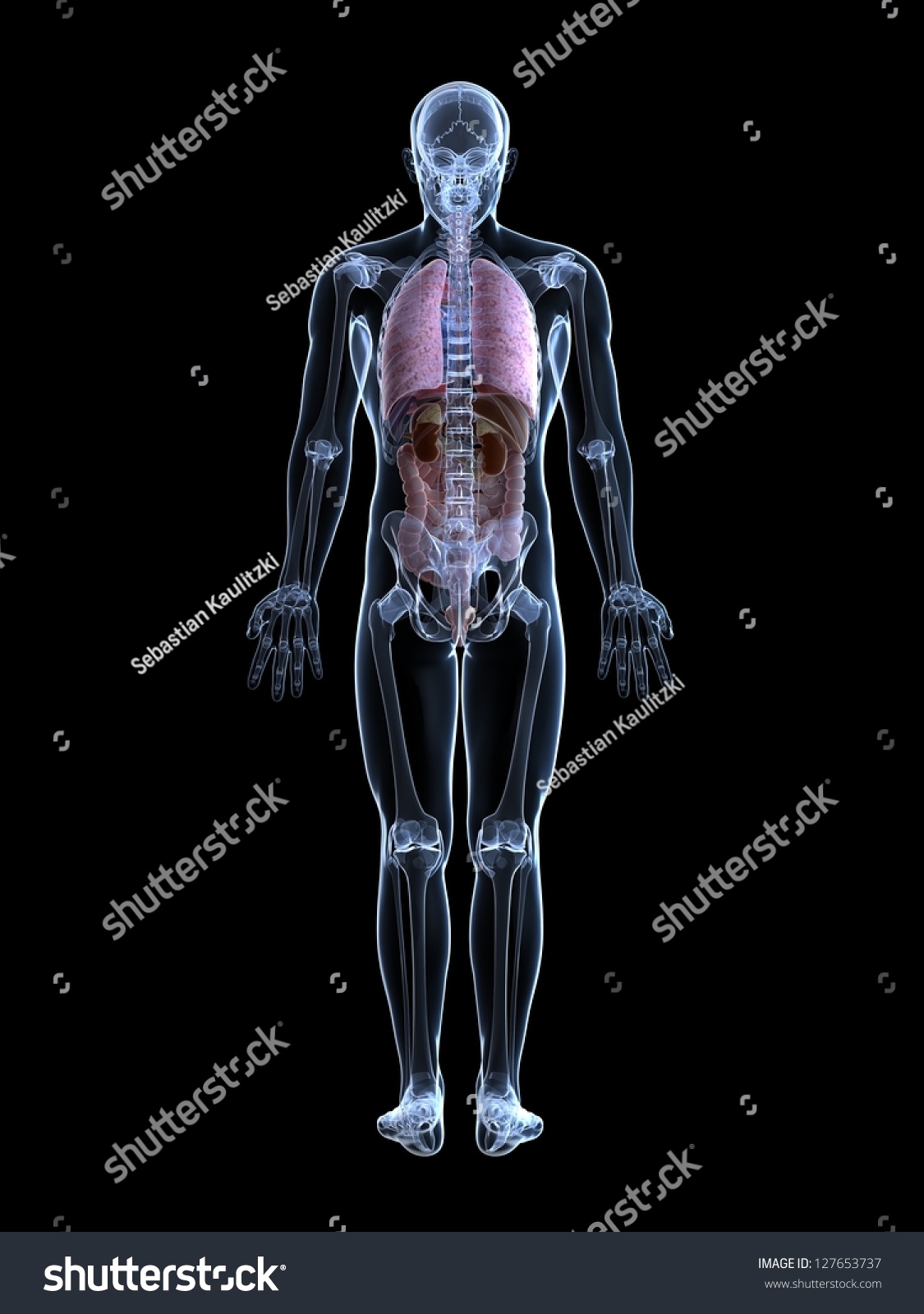 3d Rendered Illustration Of The Male Anatomy - 127653737 : Shutterstock