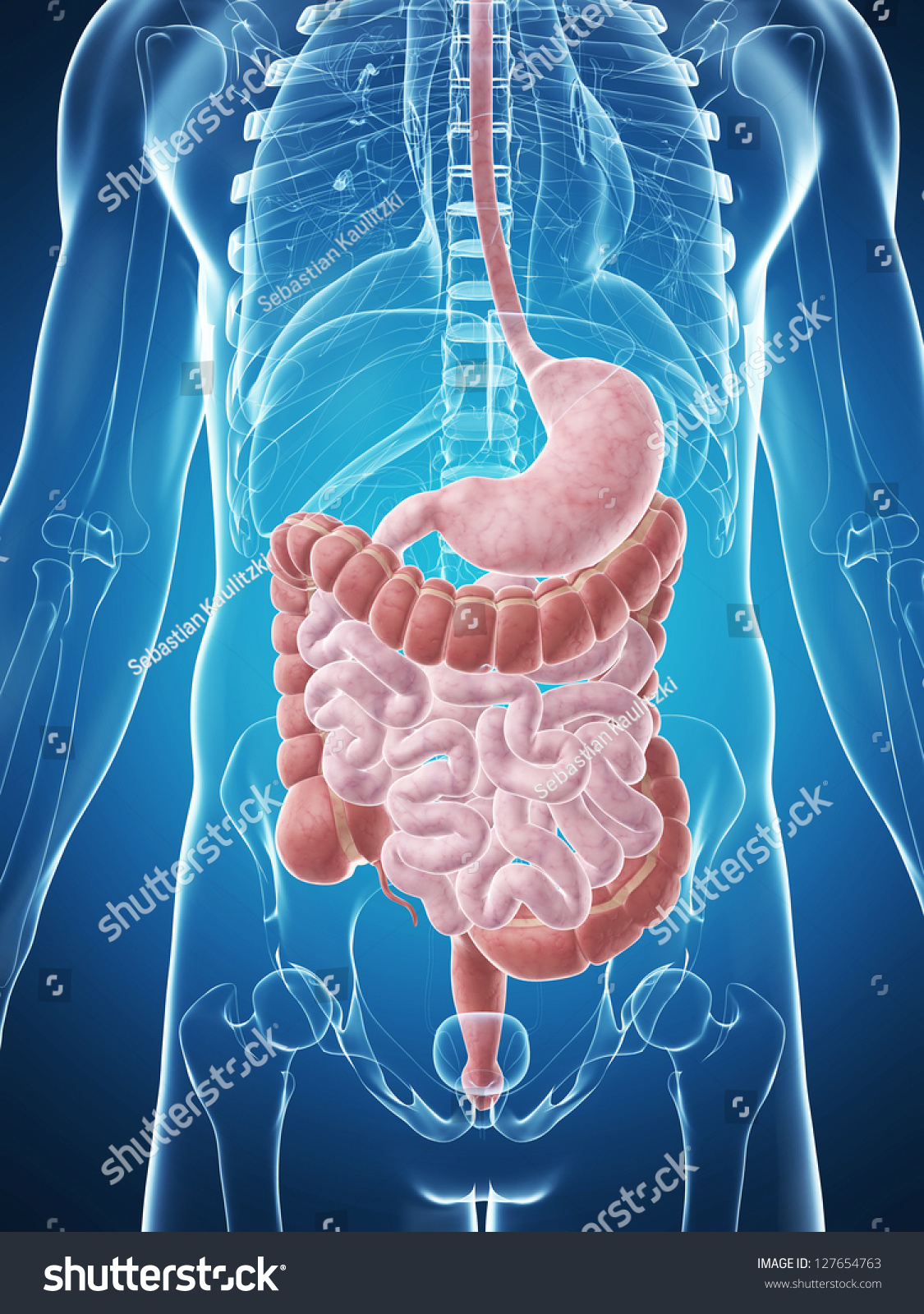 3d Rendered Illustration Male Digestive System Stock Illustration ...