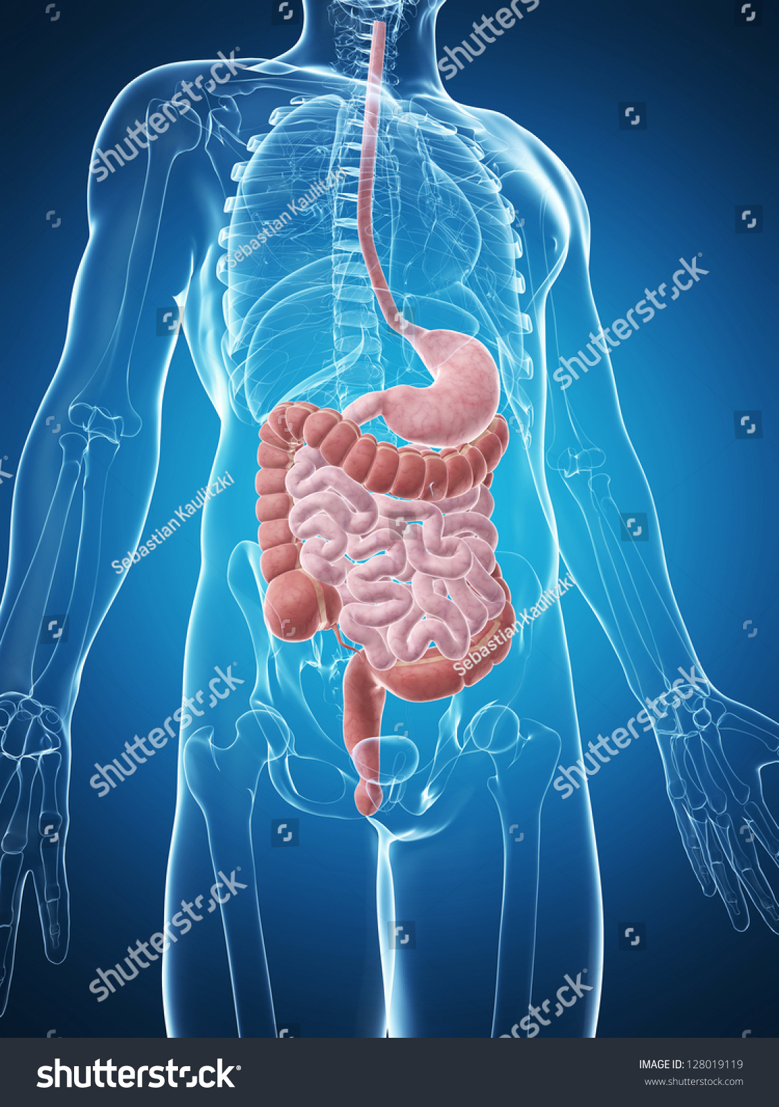 3d Rendered Illustration Of The Male Digestive System - 128019119 ...