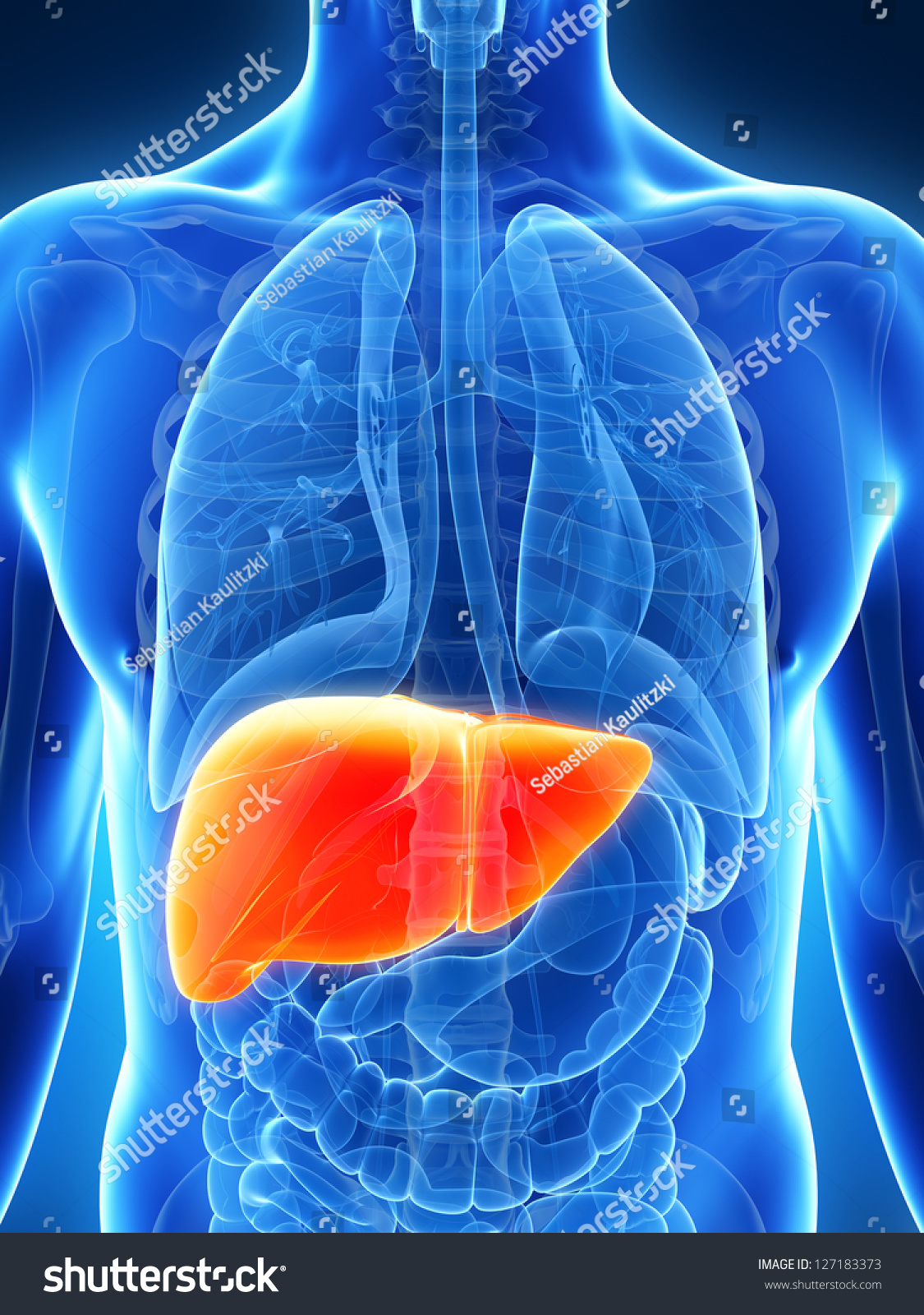 3d Rendered Illustration Of The Male Liver - 127183373 : Shutterstock