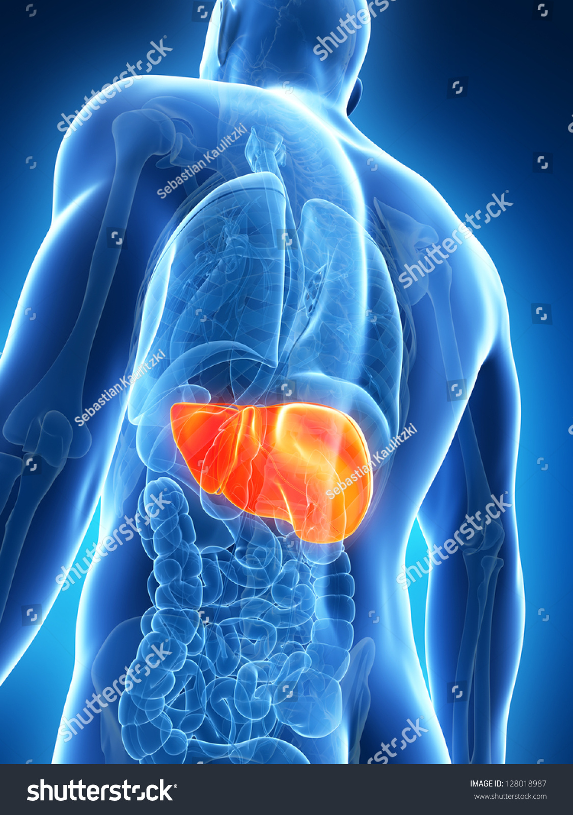3d Rendered Illustration Of The Male Liver 128018987 Shutterstock