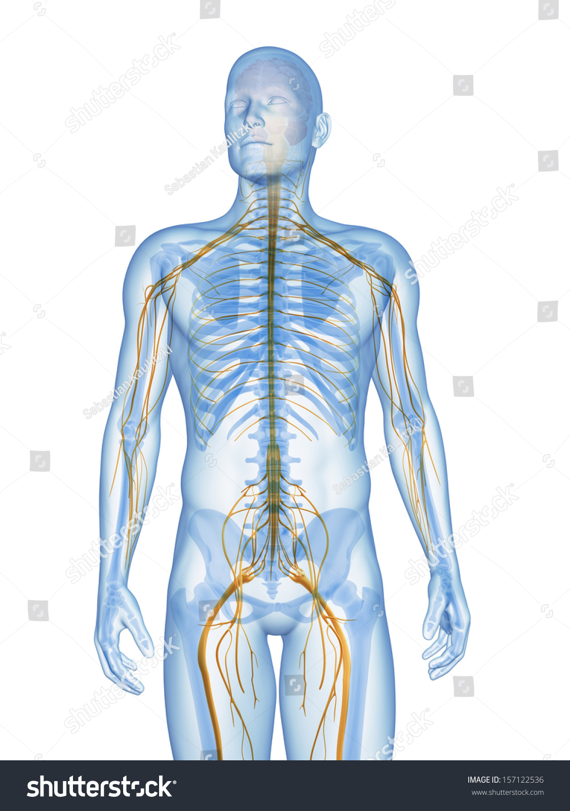 3d Rendered Illustration Male Nervous System Stock Illustration ...