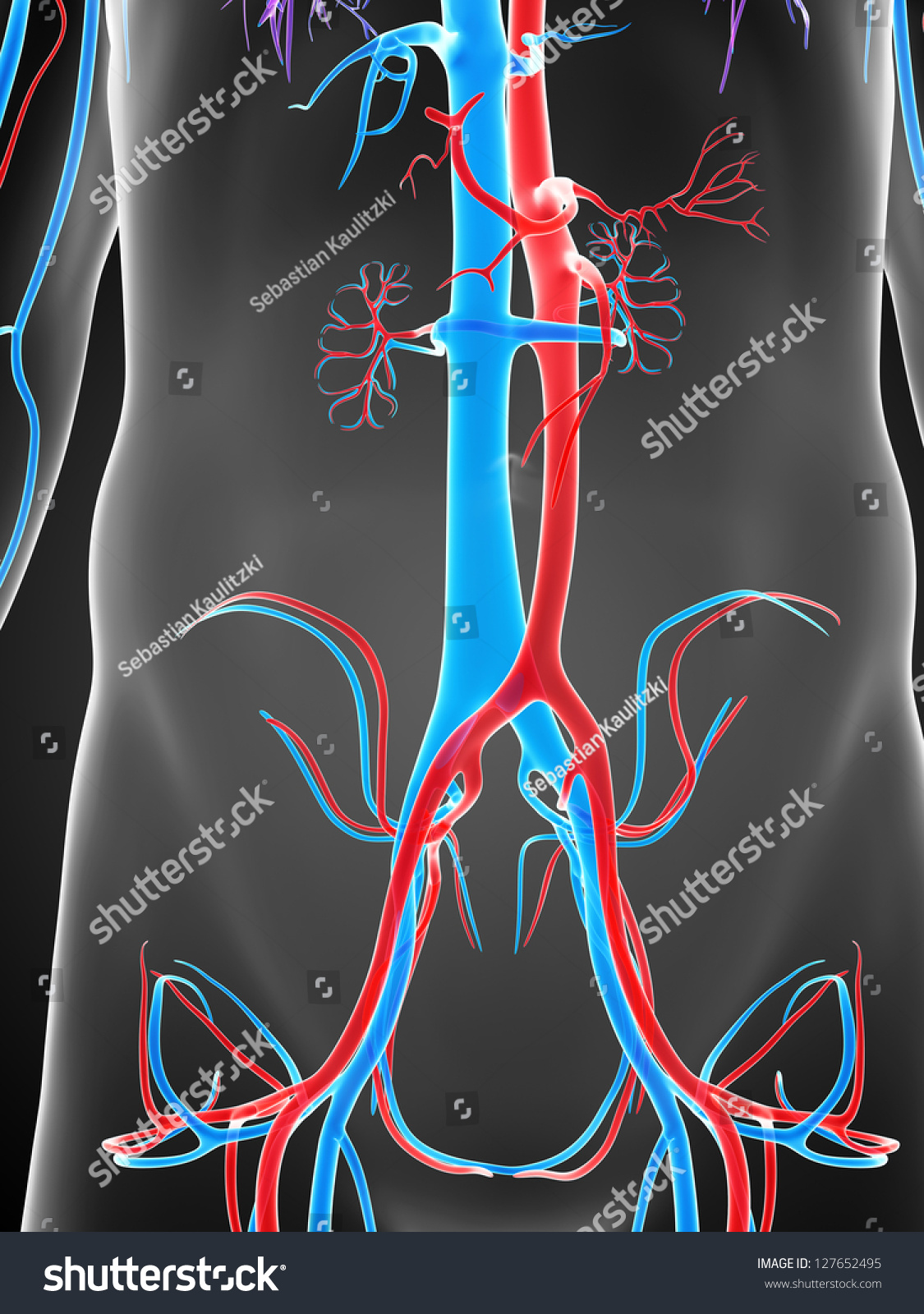 3d Rendered Illustration Of The Male Vascular System - 127652495 ...