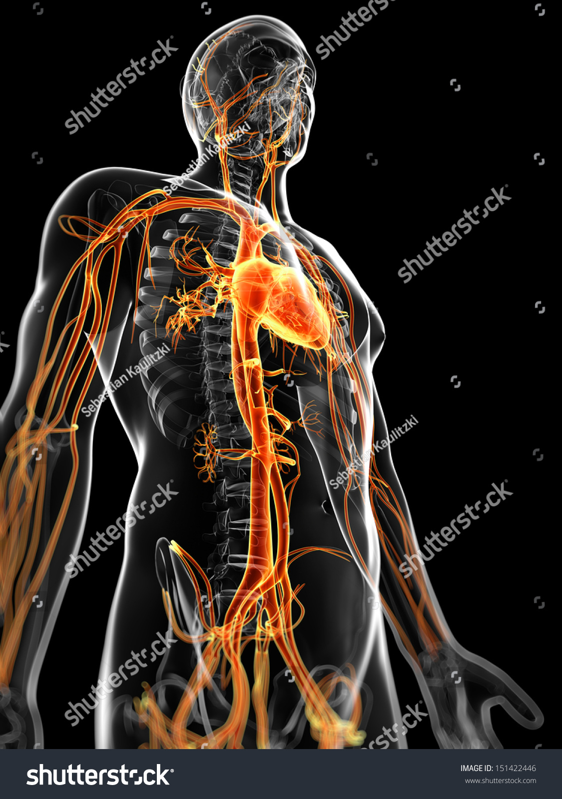 3d Rendered Illustration Of The Male Vascular System - 151422446 ...