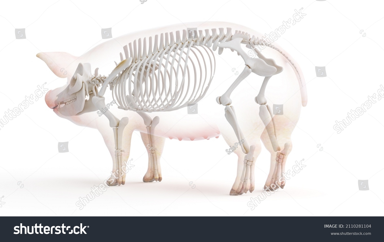 3d Rendered Illustration Porcine Anatomy Skeleton Stock Illustration ...