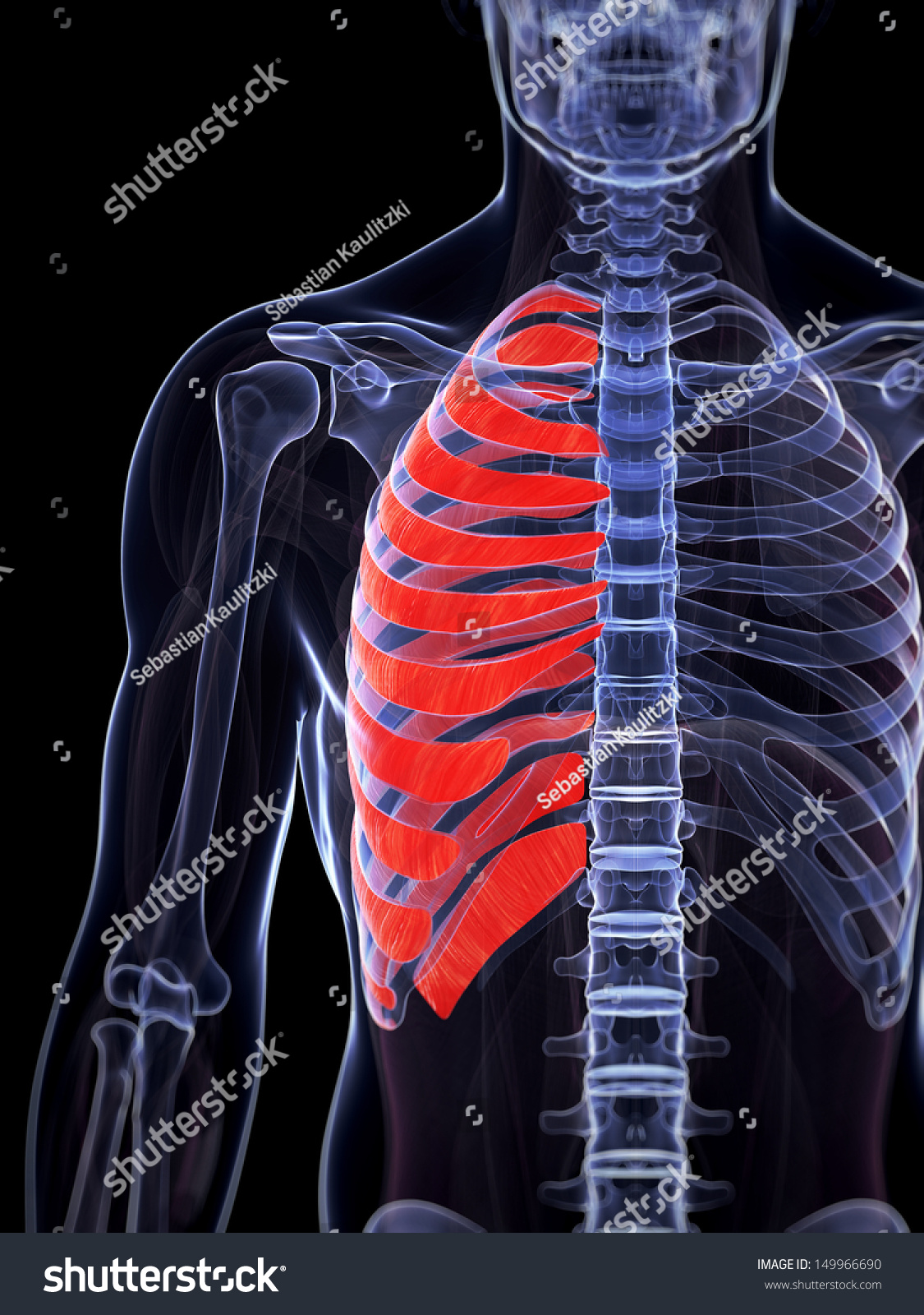 3d Rendered Illustration Of The Serratus Anterior Muscle - 149966690 ...