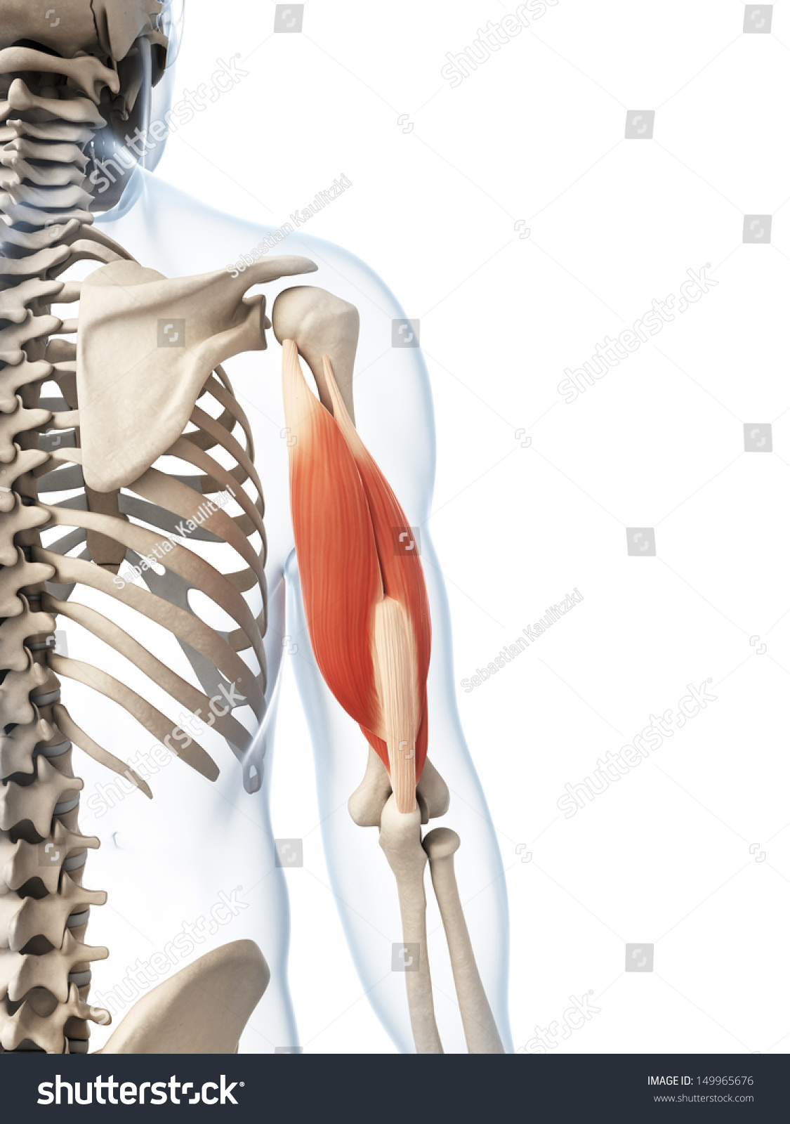 3d Rendered Illustration Triceps Stock Illustration 149965676