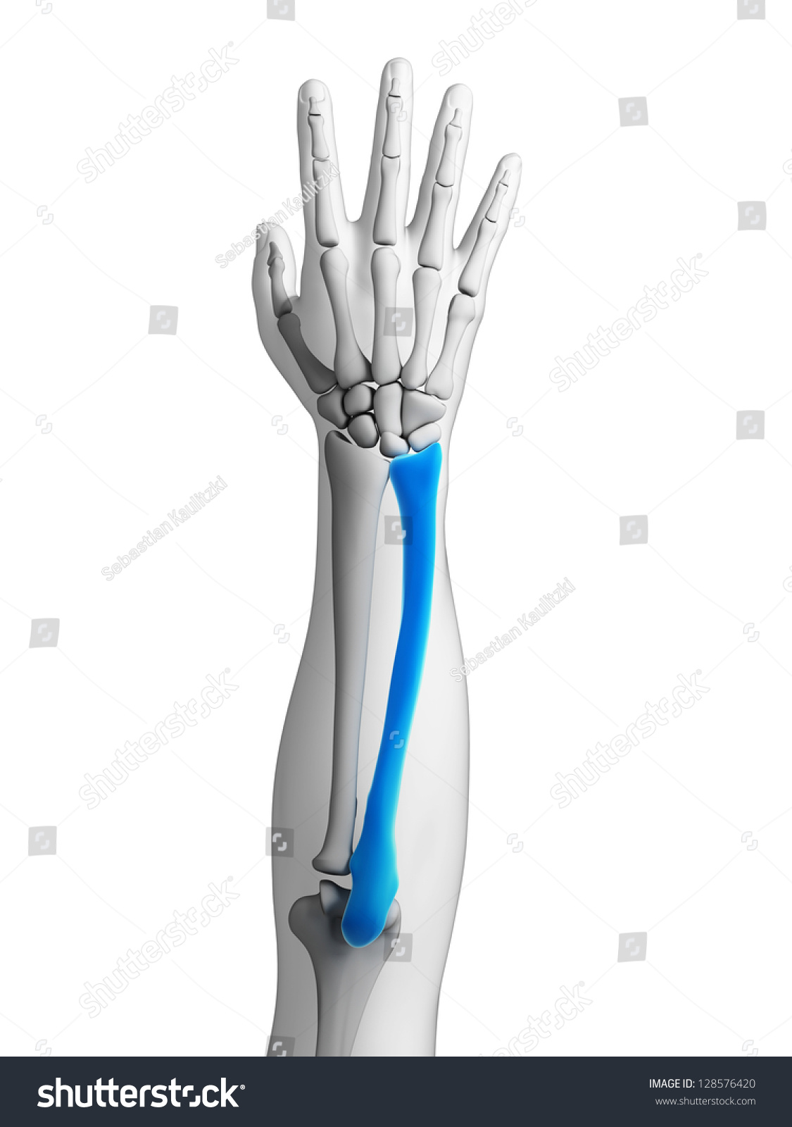 3d Rendered Illustration Ulna Stock Illustration 128576420 Shutterstock 0048