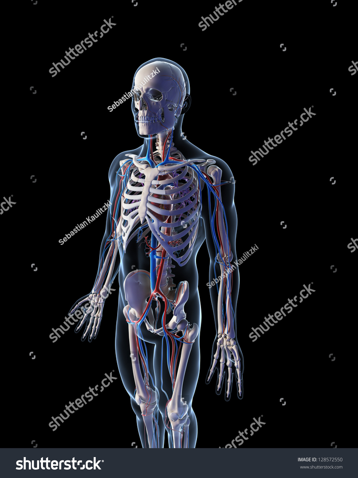 3d Rendered Illustration - Vascular System - 128572550 : Shutterstock