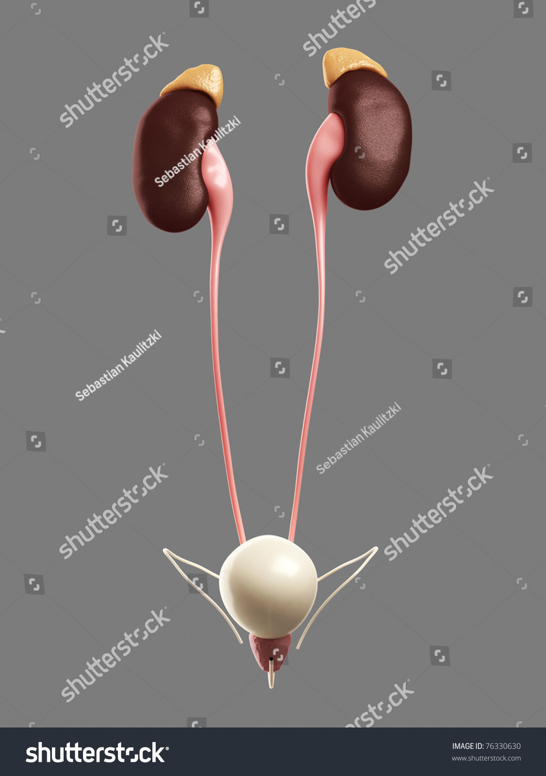 d Rendered Medical Illustration Urinary System ilustrações stock Shutterstock