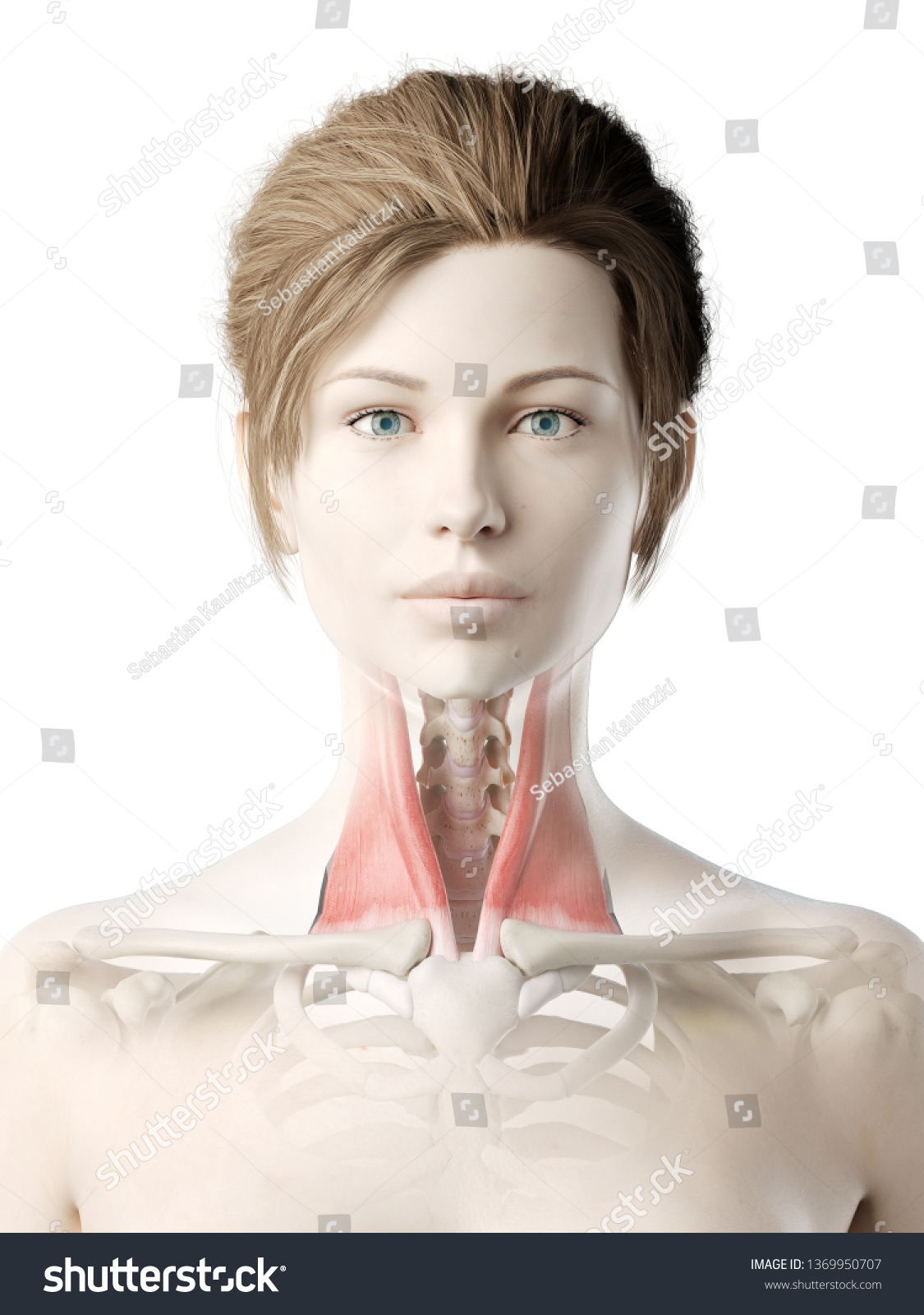 699 Sternocleidomastoid muscle Images, Stock Photos & Vectors