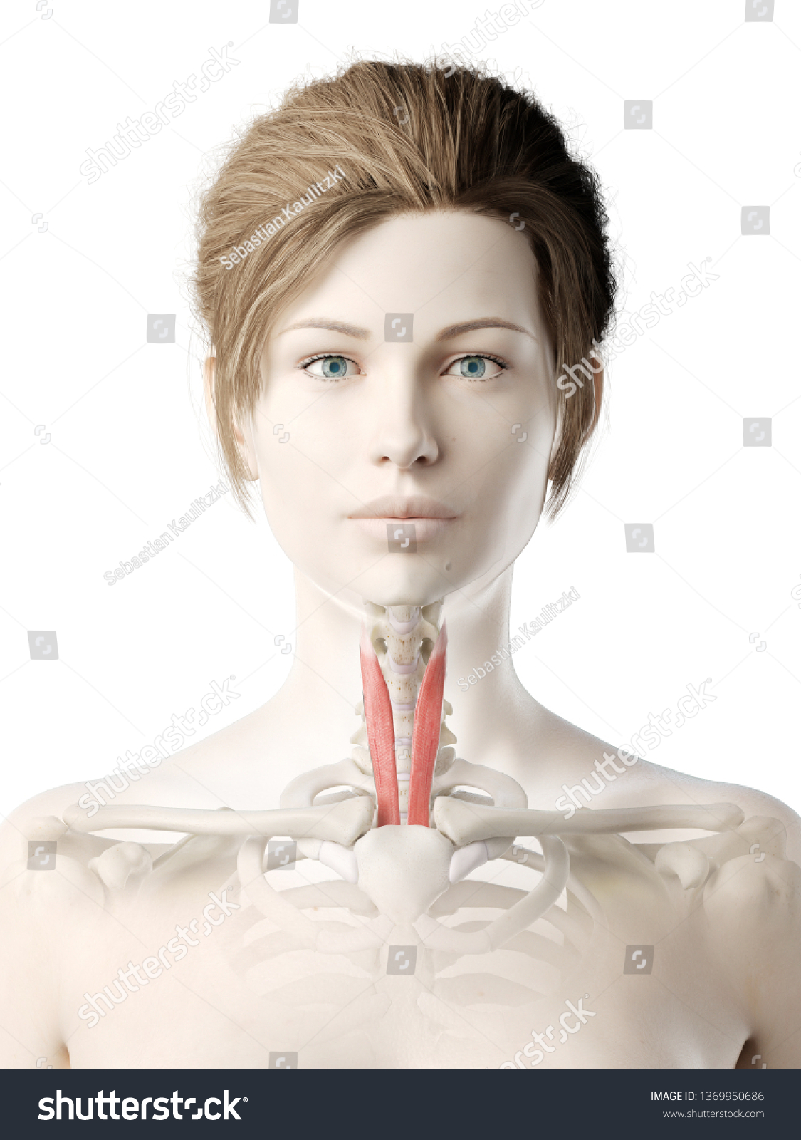 3d Rendered Medically Accurate Illustration Womans Stock Illustration 1369950686 Shutterstock